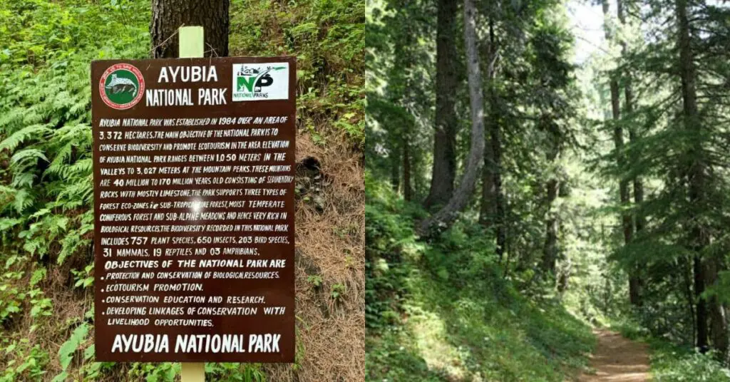 Ayubia National Park ATD Top 10 Best Places to Visit in Abbottabad