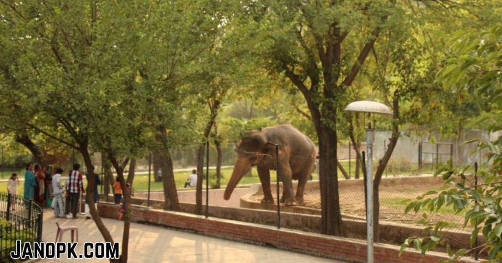 Top 10 Best Places to Visit in Islamabad 9 Islamabad Zoo